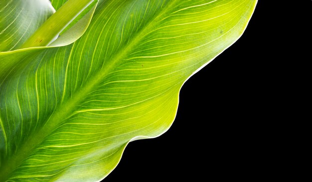 Feuilles tropicales Lys Calla ou Zantedeschia aethiopica