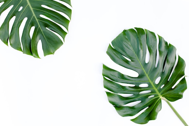 Feuilles tropicales monstera sur fond blanc vue de dessus à plat