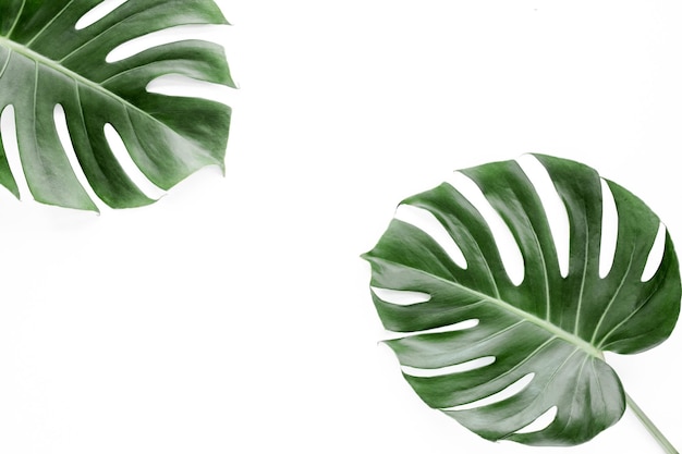 Feuilles tropicales monstera sur fond blanc vue de dessus à plat