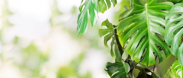 Feuilles tropicales monstera.