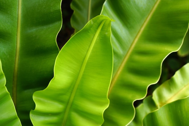 feuilles tropicales résumé feuilles vertes texture nature fond