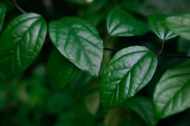 Feuilles tropicales texture feuillage vert foncé, concept de fond de nature.