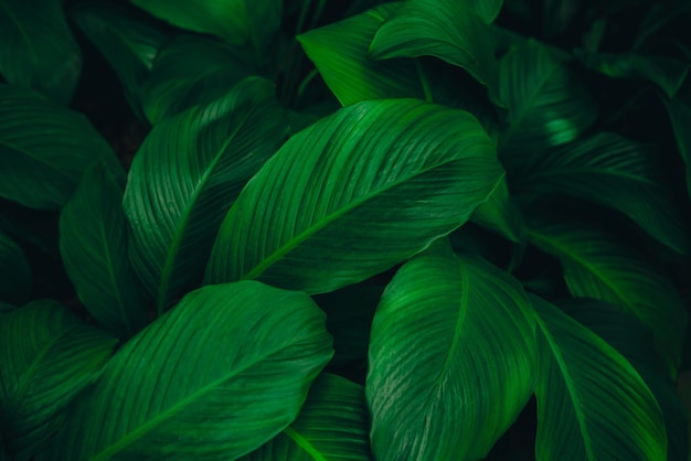 feuilles tropicales texture de feuille verte abstraite dans le fond de la nature du jardin