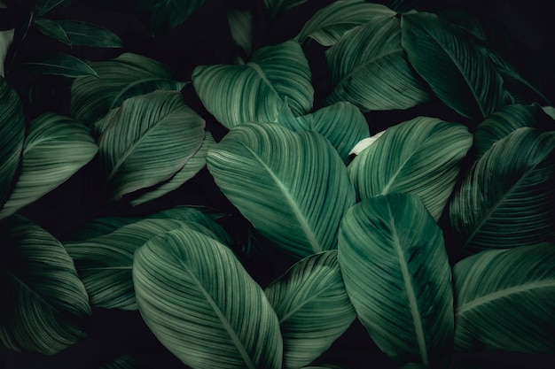 feuilles tropicales texture de feuille verte abstraite dans le fond de la nature du jardin