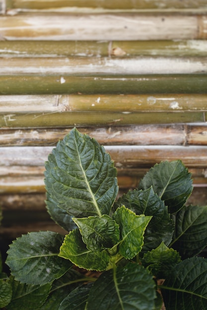 Feuilles tropicales vertes contre clôture de planche de bambou.