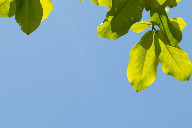 Feuilles tropicales vertes sur fond de ciel bleu