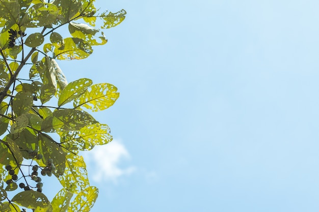 Feuilles tropicales vertes sur fond de ciel bleu