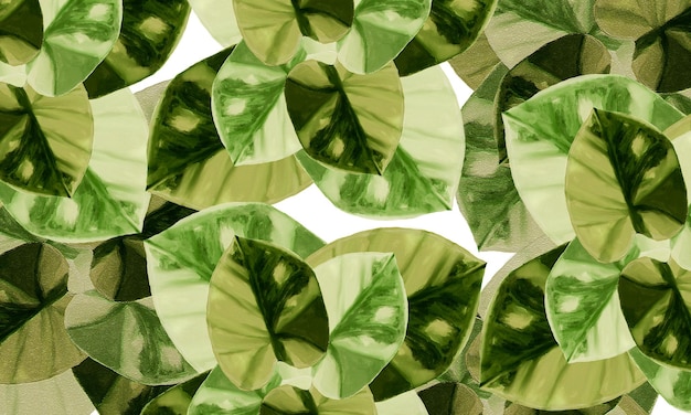 Feuilles tropicales vertes motif abstrait printemps nature fond d'écran design fond