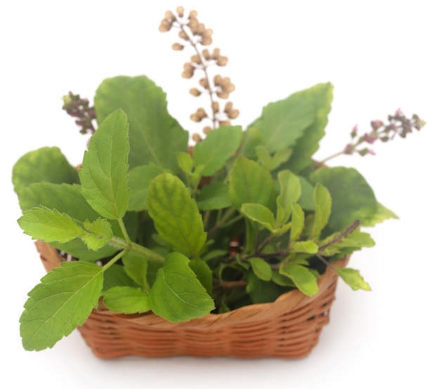 Feuilles de tulsi médicinales