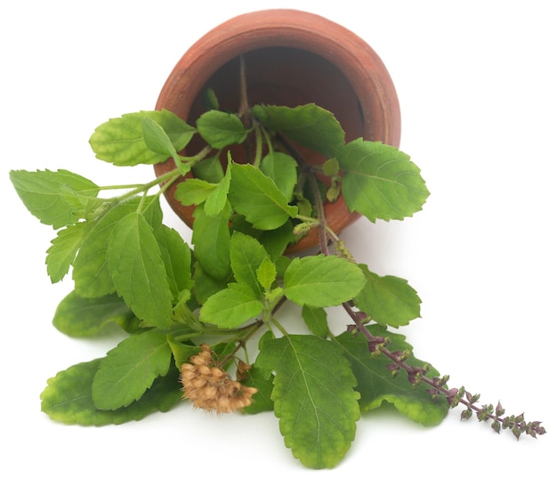 Feuilles de tulsi médicinales