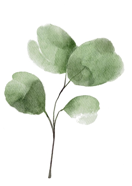 Feuilles de verdure à l'aquarelle dessinées à la main sur un fond blanc