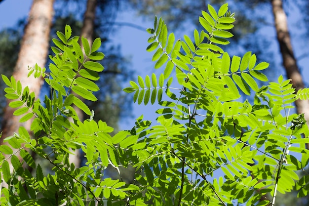 feuilles vert clair dans la forêt d'été en journée ensoleillée