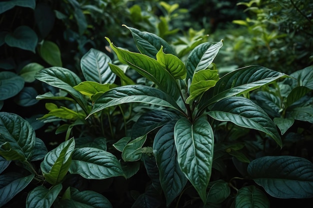 Les feuilles vert foncé d'un jardin représentent l'environnement naturel.