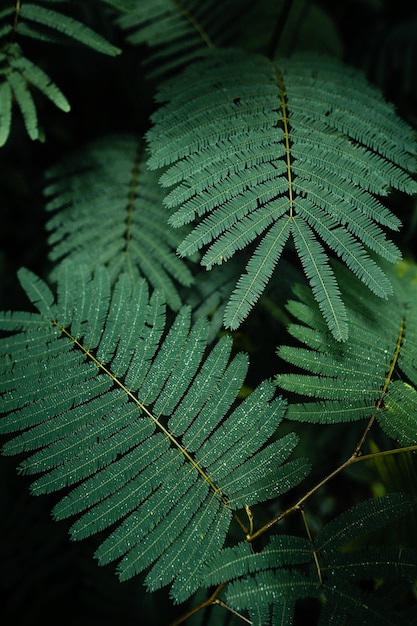 Feuilles vert foncé pendant la saison des pluies en forêt