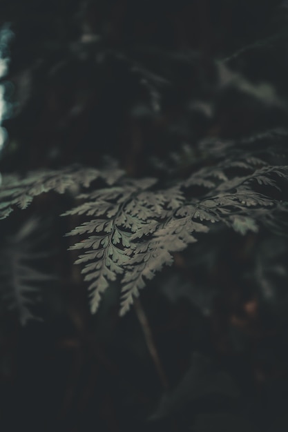 Photo feuilles vert foncé