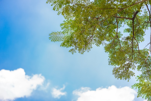 Feuilles vert nature