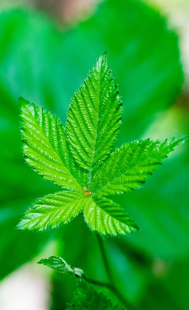 feuilles vert vif été nature fond