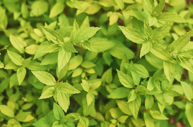 Feuilles vert vif en mise au point sélective