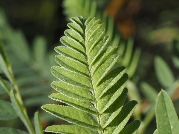 feuilles vert vif de plantes dans une prairie d'été