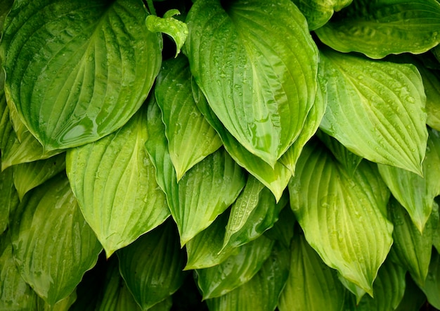 Les feuilles vert vif se chevauchent après la pluie