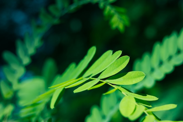 Feuilles vertes d&#39;acacia