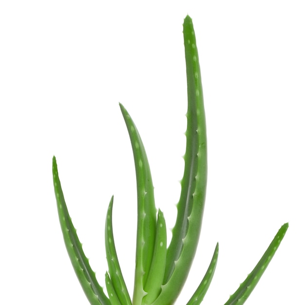 Feuilles vertes d'aloe vera isolées sur fond blanc