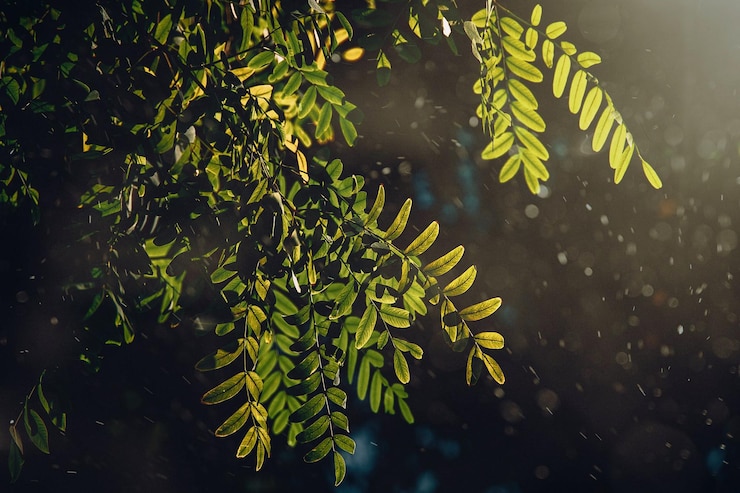 Photo feuilles vertes d'un arbre d'acacia en gros plan dans des rayons de soleil chauds fond naturel