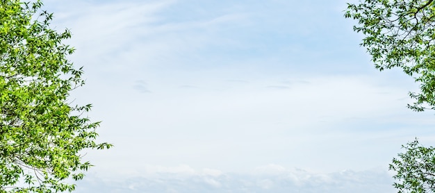 Feuilles vertes d'un arbre contre le ciel bleu. Beau cadre naturel de feuillage contre le ciel. Espace de copie.