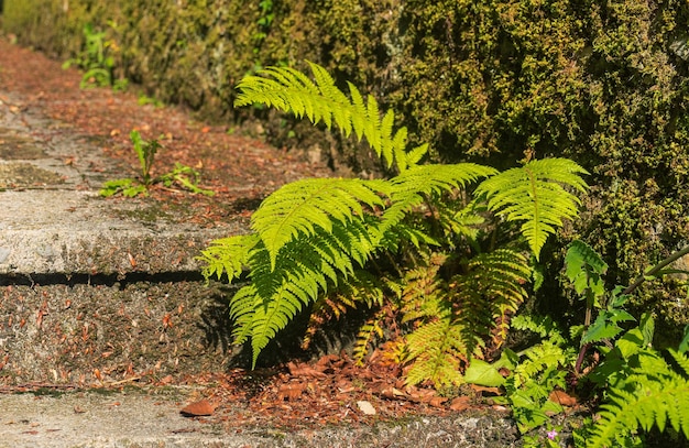 Des feuilles vertes sur un arbre dans la forêt