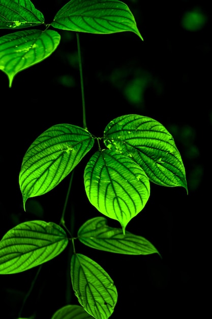 Feuilles vertes sur un arbre dans l'obscurité