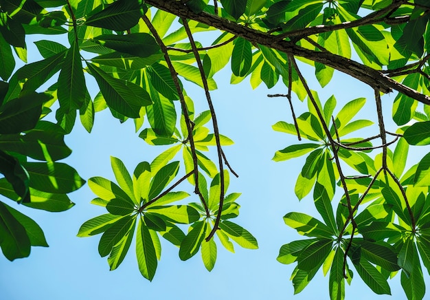 Feuilles vertes sur l&#39;arbre de fond de ciel bleu dans le jardin