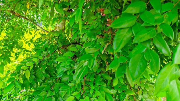 Photo feuilles vertes de l'arbre à fruit étoilé ou d'averrhoa carambola
