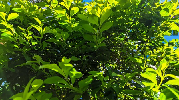 Photo feuilles vertes de l'arbre à thé tehan ou d'acalypha siamensis