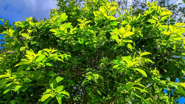 Photo feuilles vertes de l'arbre à thé tehan ou d'acalypha siamensis