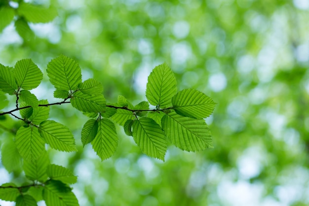 Feuilles vertes sur l&#39;arbre