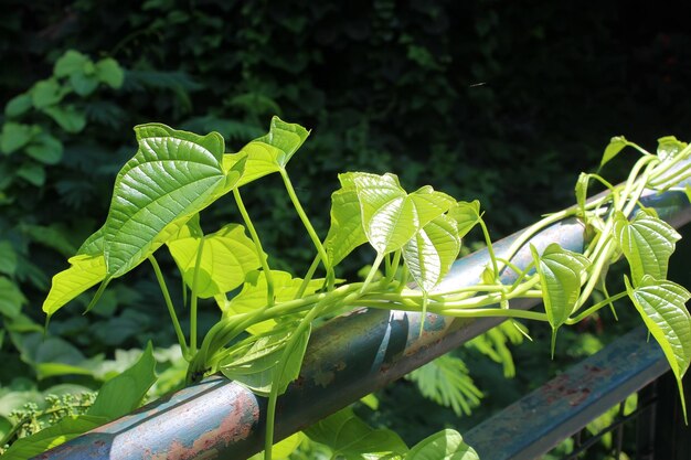 feuilles vertes d&#39;un arbre