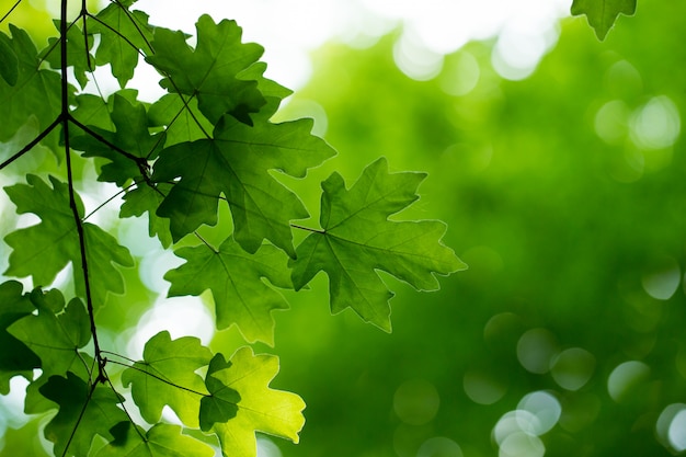 Feuilles vertes sur un arbre