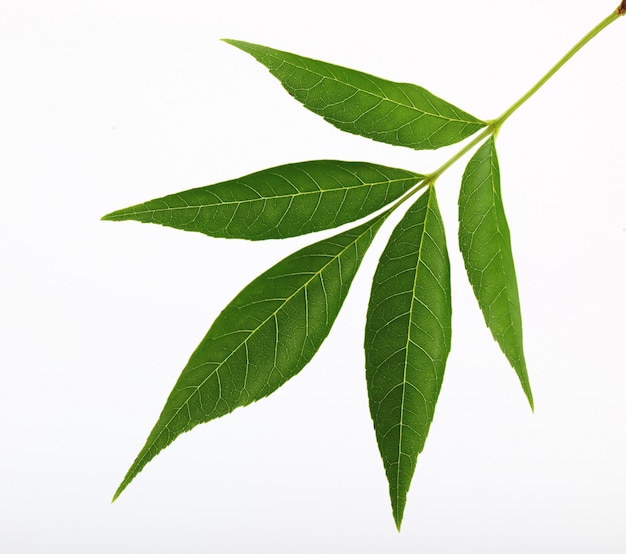 Feuilles vertes d'arbres, sur fond blanc