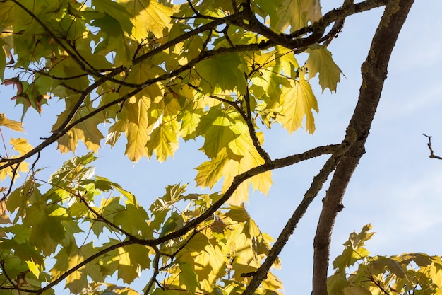 feuilles vertes sur les arbres