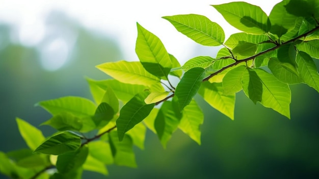 feuilles vertes en arrière-plan par une journée ensoleillée