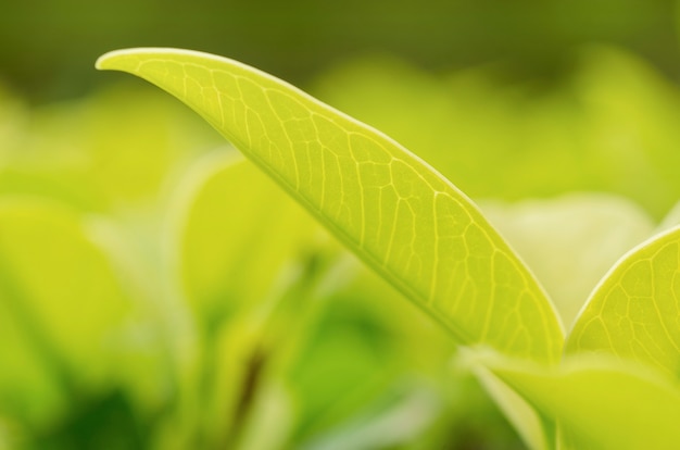 Feuilles vertes, arrière-plans à motifs flous