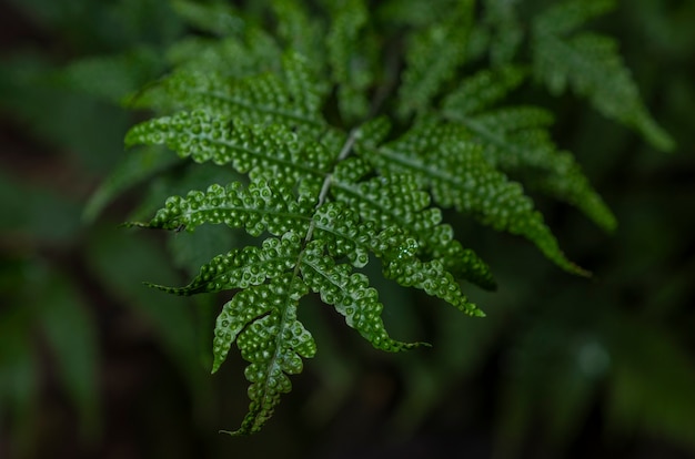 Feuilles vertes avec arrière-plans, motifs noirs, flou