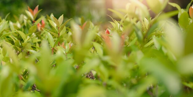 Photo feuilles vertes au jardin dans les rayons du soleil avec arrière-plan flou