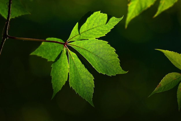 feuilles vertes au soleil du matin