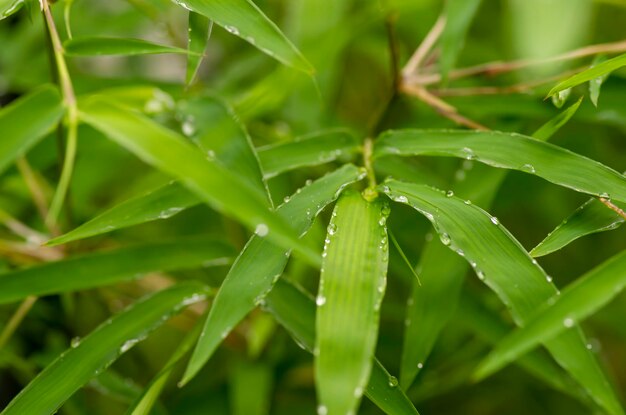 Feuilles vertes de bambou les jours de pluie pour une mise au point peu profonde de fond naturel
