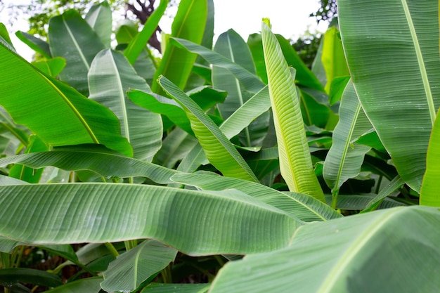 Feuilles vertes de bananier