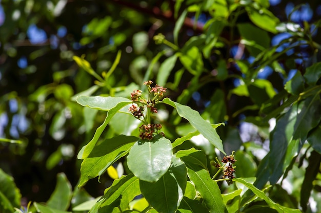 Feuilles vertes de bois de santal indien et les fleurs, Santalum album, une des plantes les plus chères au monde, très célèbre pour son parfum