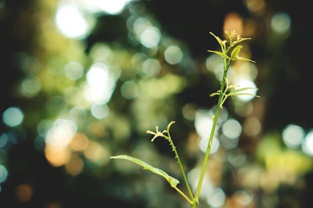 Feuilles vertes avec bokeh lumière printemps nature fond d'écran