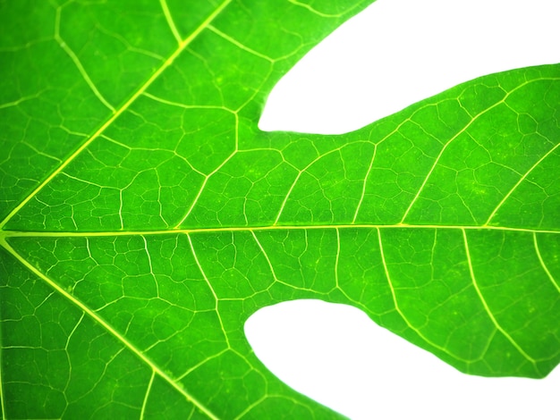 Photo feuilles vertes bouchent fond nature, feuilles texture