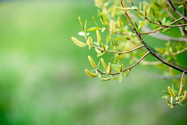 Feuilles vertes sur un branchcloseup Beau fond d'été Soleil